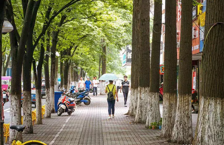 共12条主城区道路绿化景观太白大道,雨山路,印山路天宝路,旅游大道,湖