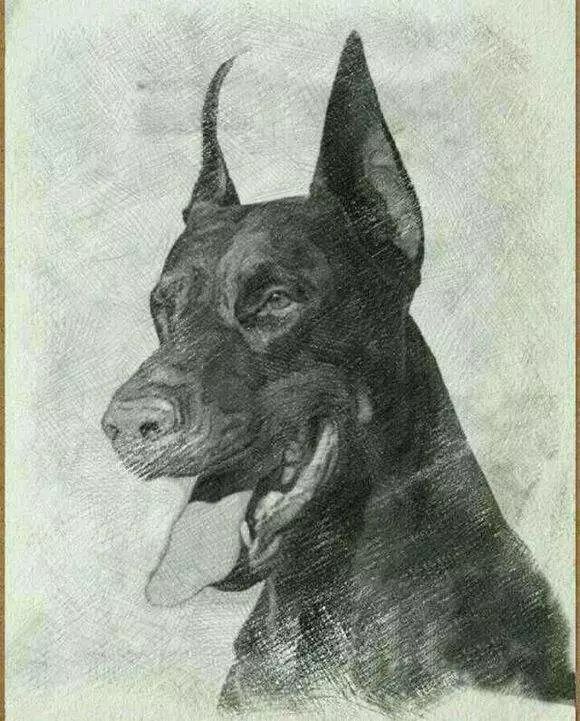 十大猛犬素描画艺术与野性的碰撞