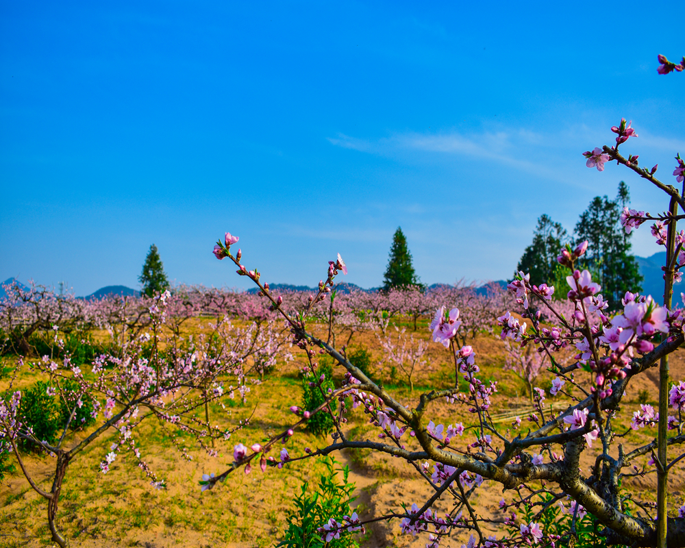 春黟盎然到五里村看桃花朵朵開