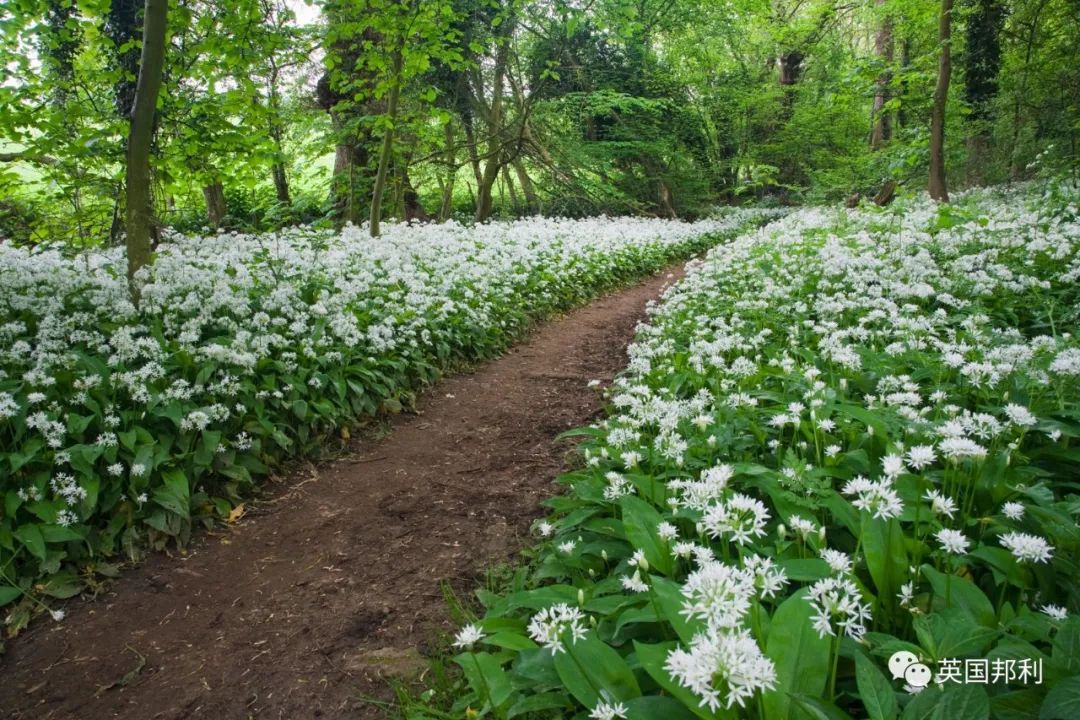 野韭菜吃对补肾误吃致命这是一篇英国野韭菜食用指南