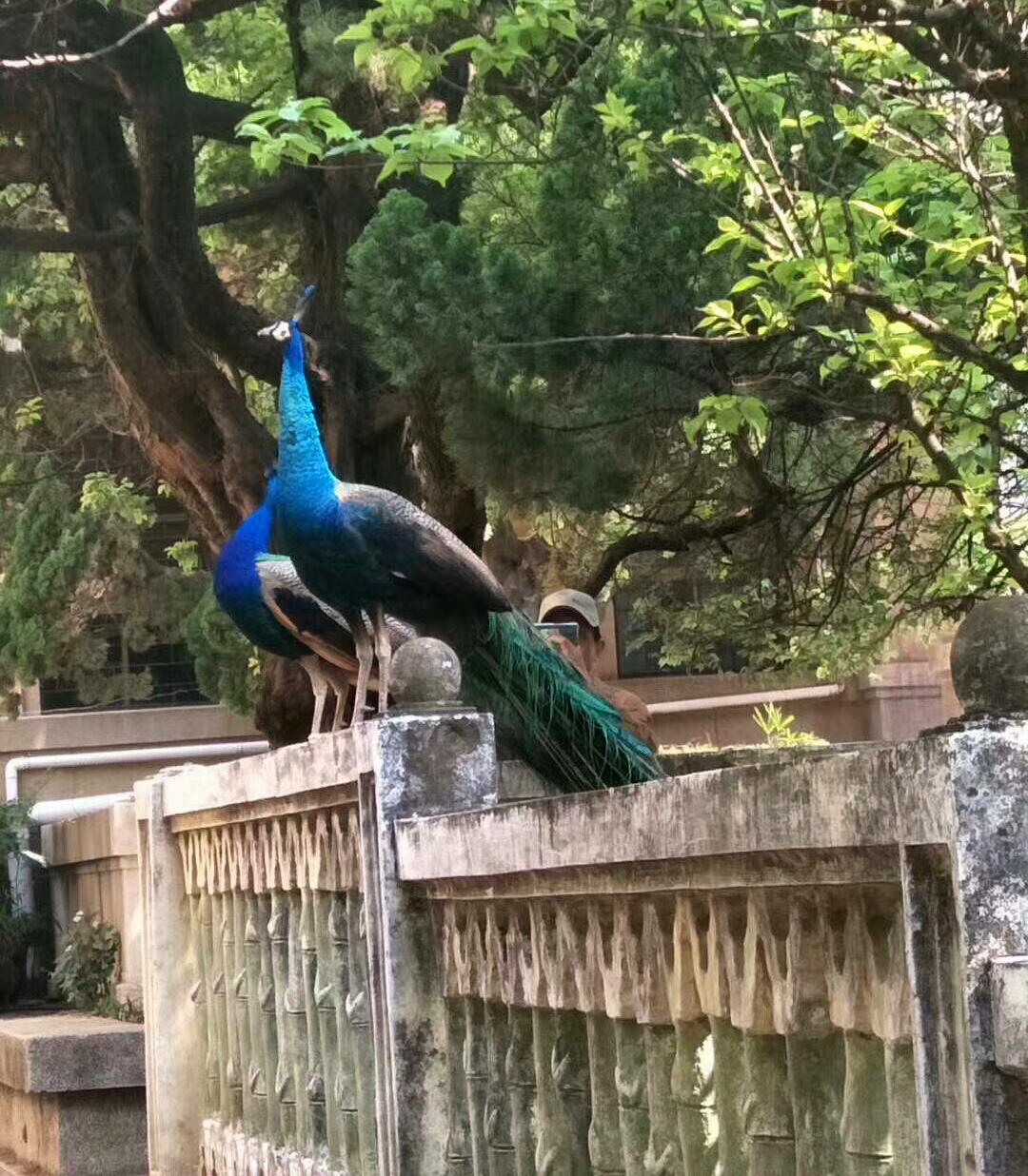 孔雀們從圓通山動物園飛來到了雲南大學,在校園裡優哉遊哉地散步,一會