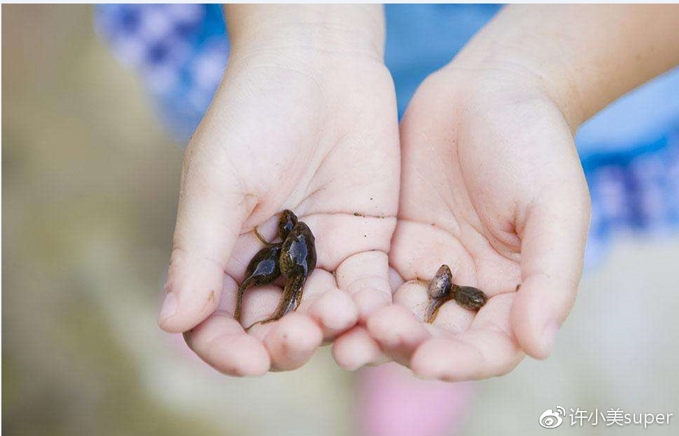 b網友表示:在我老家崇明島上,小時候夏天都是要喝蝌蚪的,為了身體好