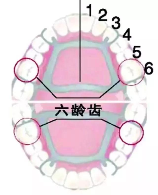 莆田涵江醫院口腔科六齡齒是恆牙不是乳牙