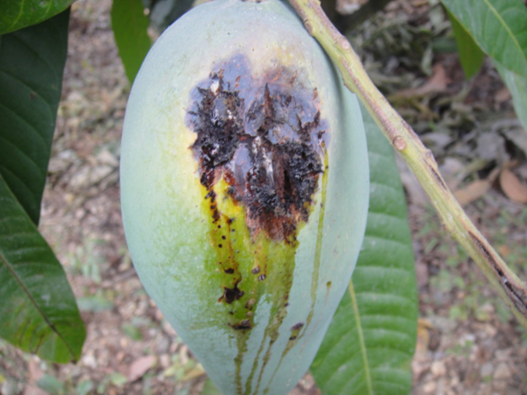 芒果細菌性角斑病綜合治理方法