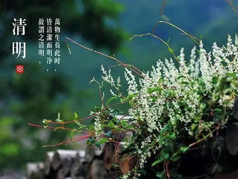 清明踏青去哪儿?博罗这些地方让你"浪"个够