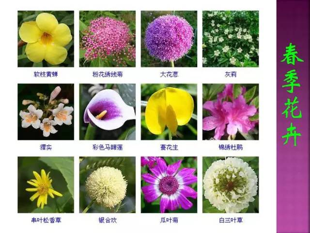 清明节踏青,这些植物你认识几种?