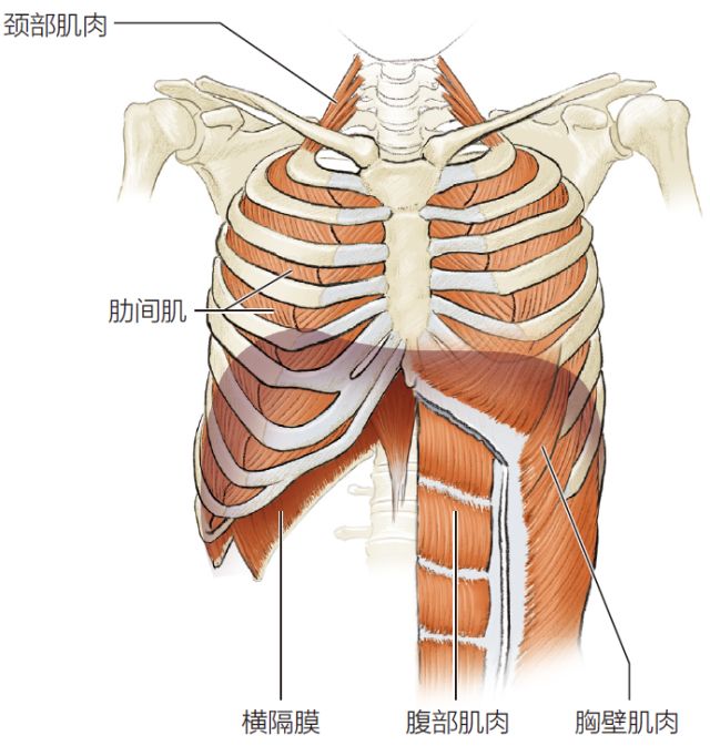 胸廓的肌肉不但有助于呼吸的运作,而且在人体前进的动力中也扮演着