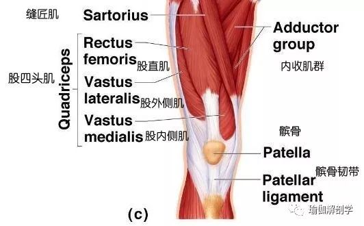 膝关节肌肉结构图图片