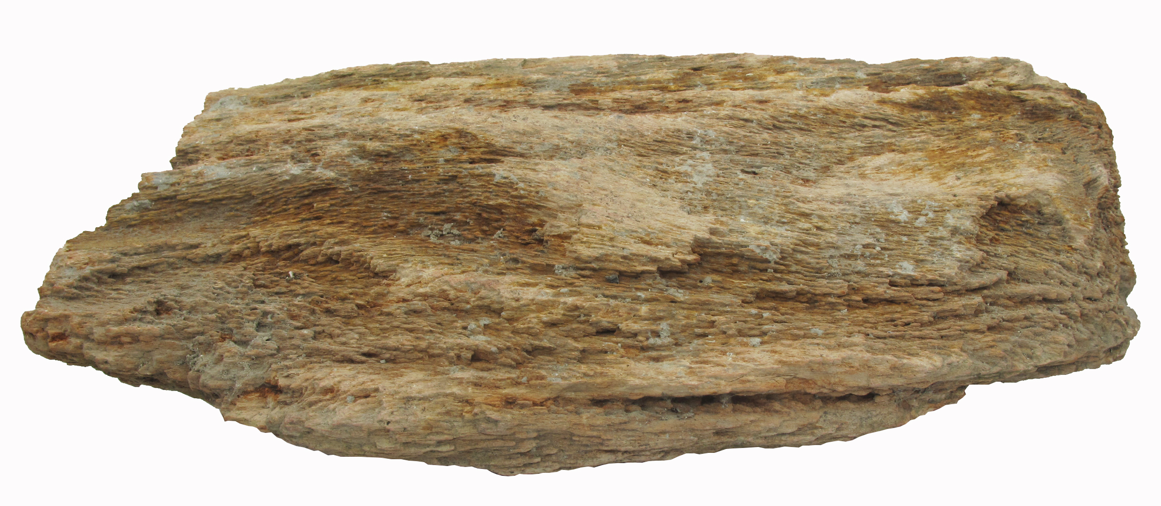 德龙湾的木化石群图片