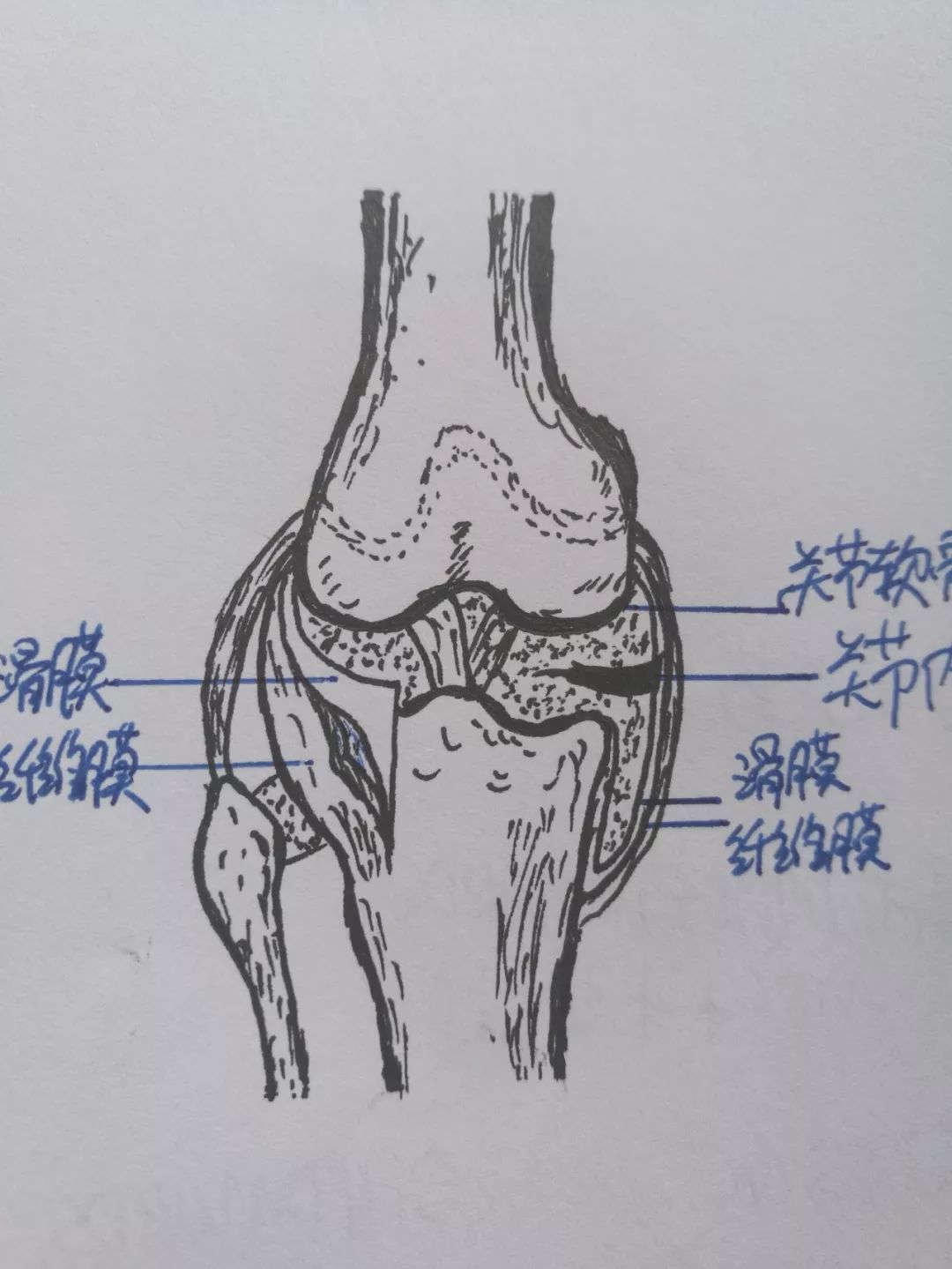 膝关节解剖图素描图片