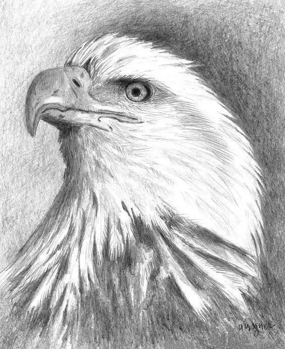 老鹰的爪子素描图片