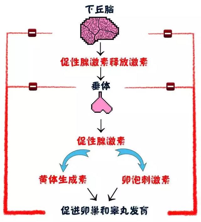 信息,会刺激大脑皮层,进而提前启动控制青春期发育的下丘脑垂体性腺轴