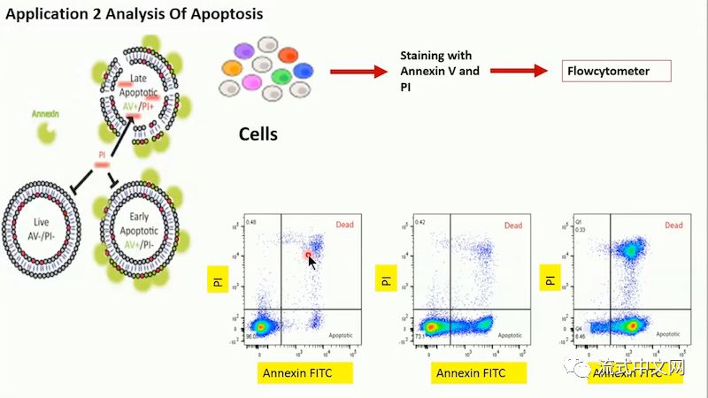 流式細胞術分析新手視頻教程