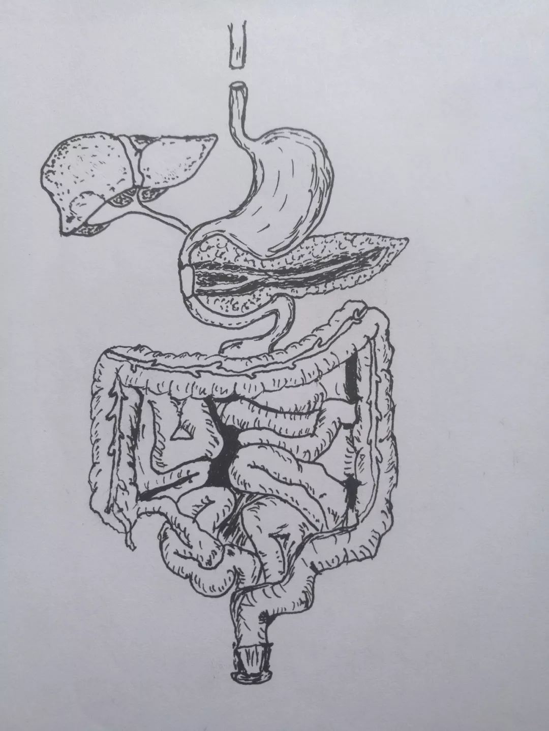 人体器官素描简笔画图片