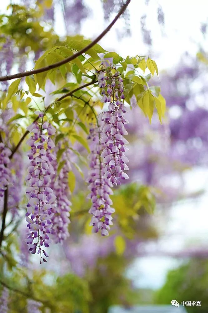 鵝浦公園中塘溪公園美不勝收的紫藤花趕緊約上小夥伴去看看吧來源