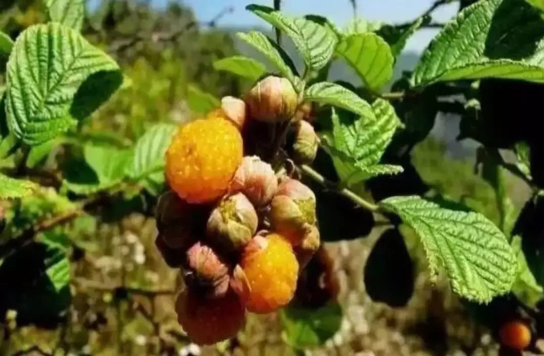 黃泡學名就叫黃泡,又叫栽秧泡,鎖地風,黃茨果,因3月後成熟,又叫三月泡