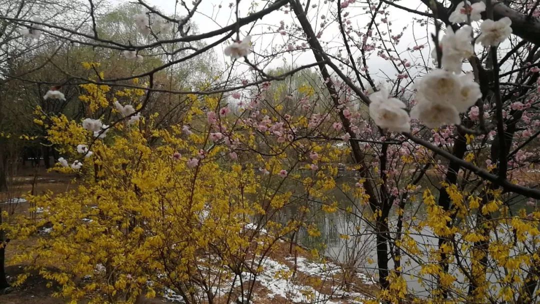 【天气】大连下雪了!倒春寒来袭,养生全靠"暖"