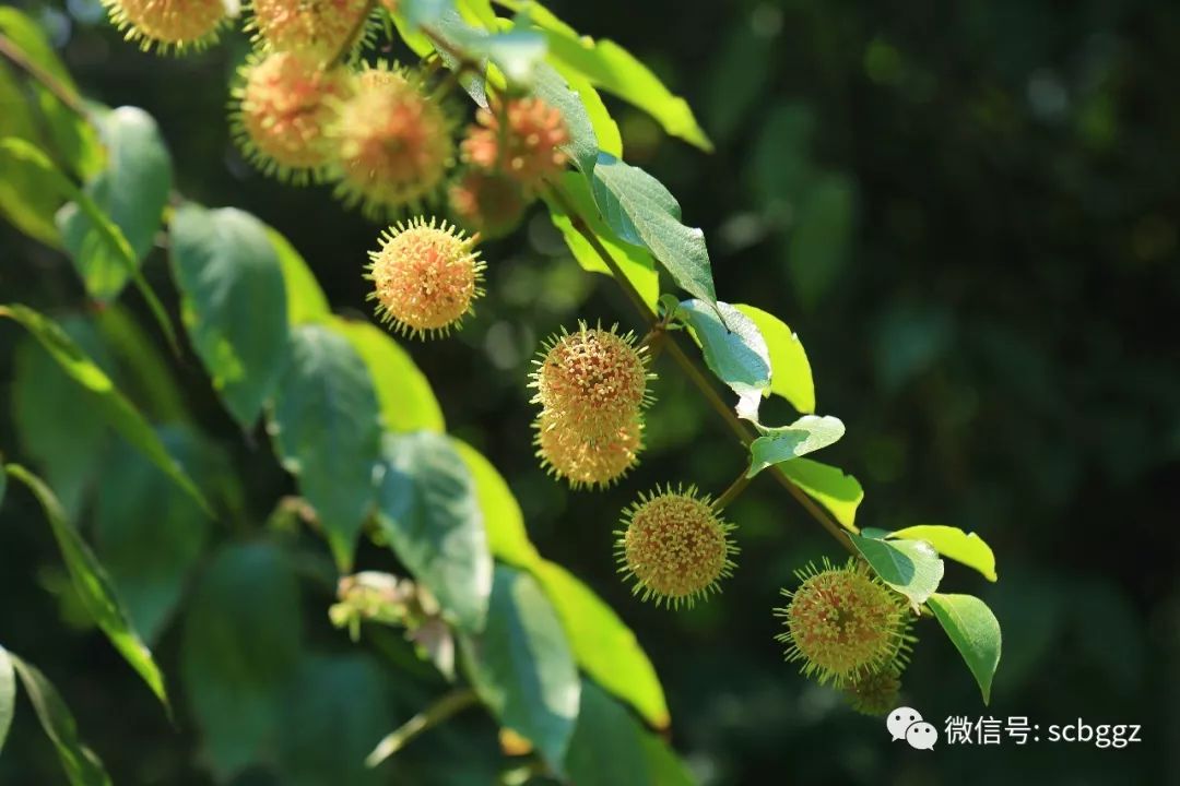 如今藥園裡比較特別的正在開花的植物有毛鉤藤,木本馬兜鈴,重瓣臭茉莉