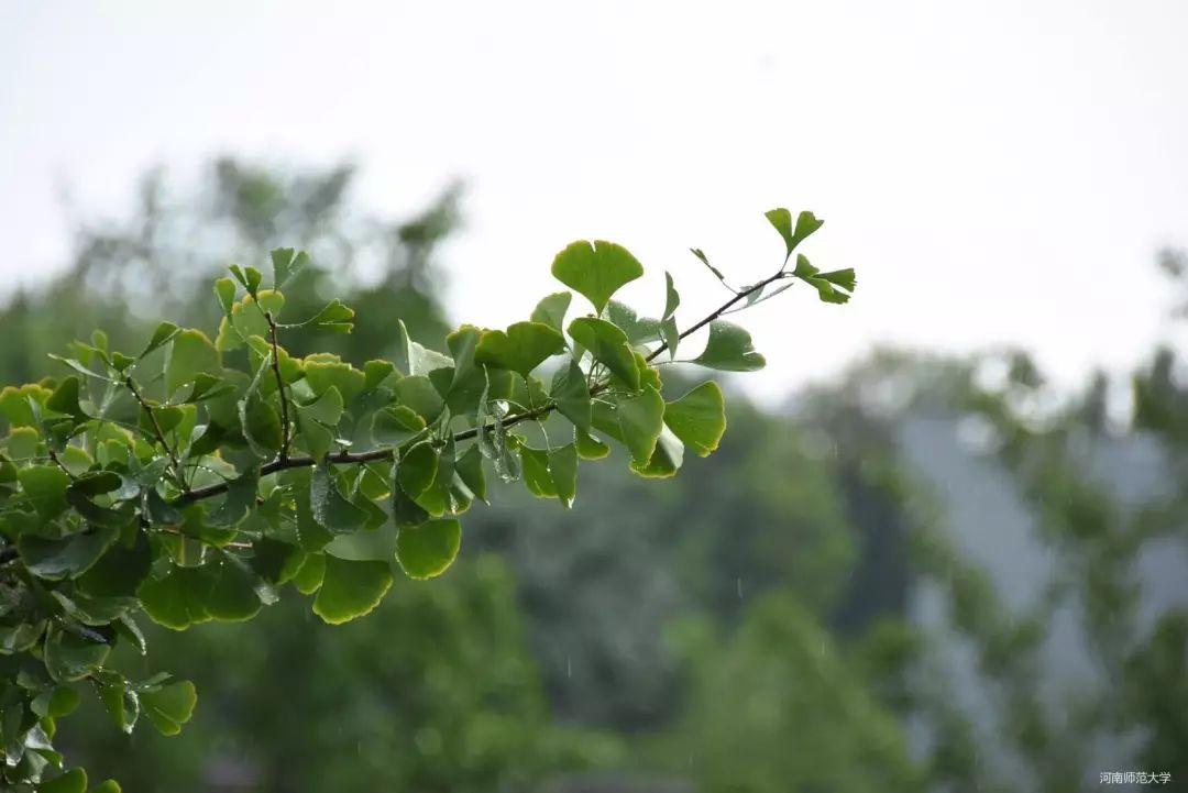 師大的清風一吹你想起了誰