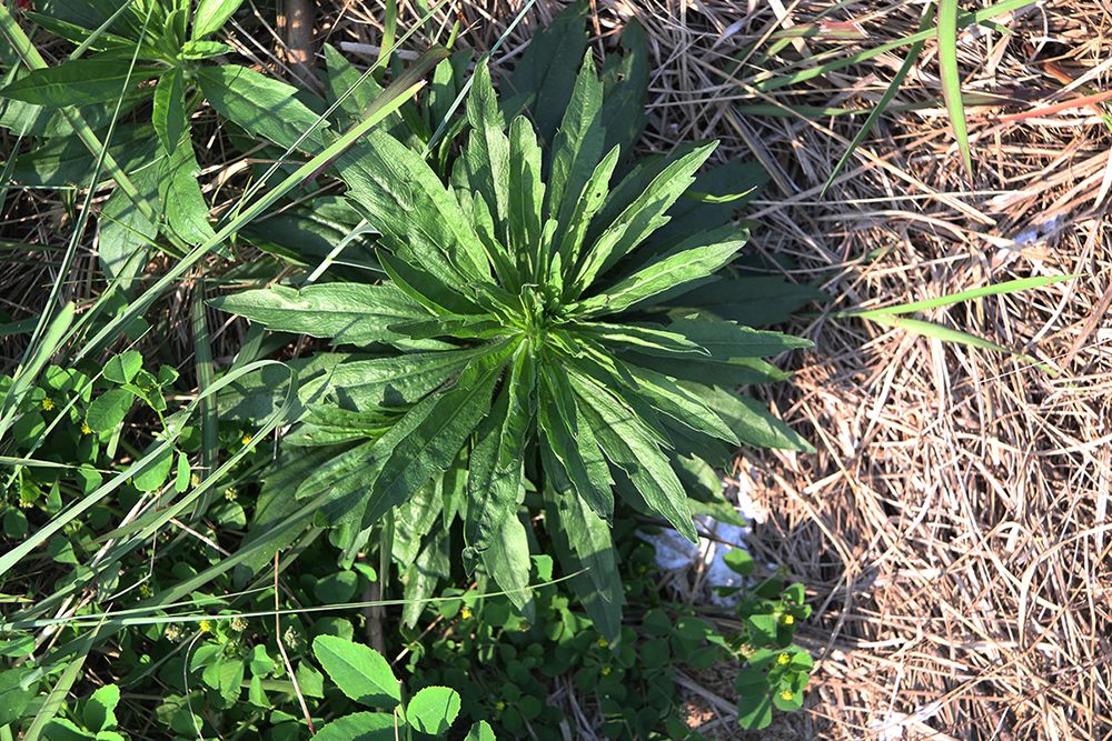 掃墓節這20種常見墳頭草你都認識嗎不少含劇毒千萬別讓孩子碰