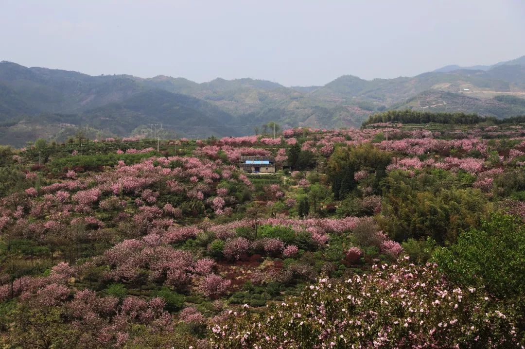 十里櫻花十里塵自駕遊:溪口鎮——四明山鎮——大嵐鎮龍觀鎮——章水