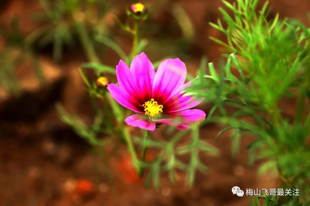 大波斯菊图片 花语图片