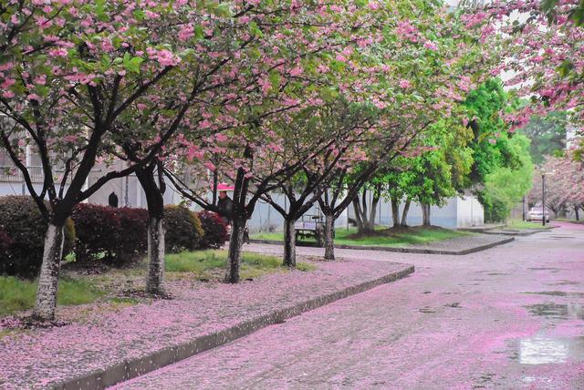 湖北师范大学樱花图片