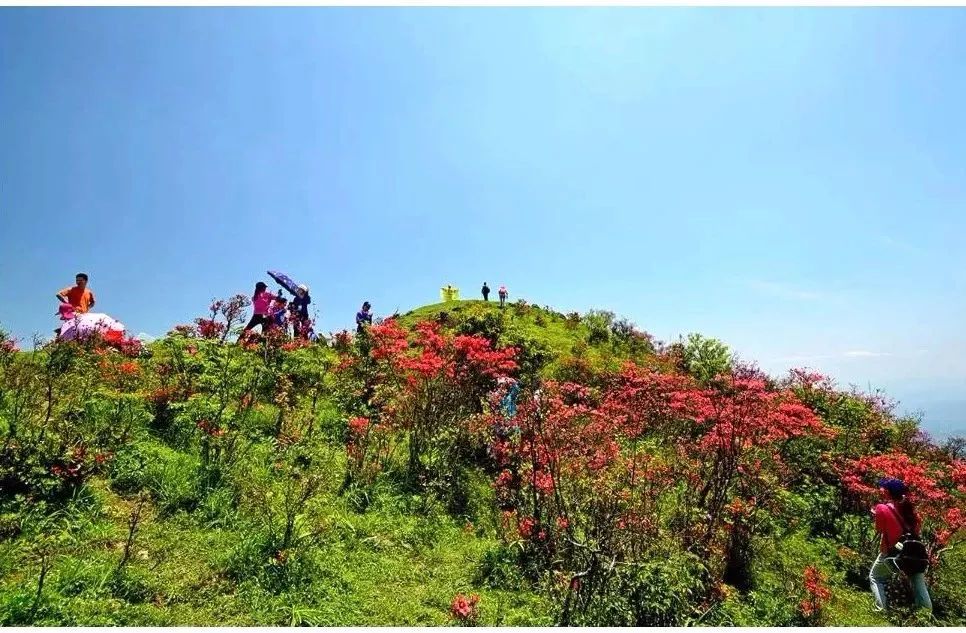 地點】連平縣溪山鎮禾筆尖--石牙頭山,最高海拔1288米,屬九連山山脈