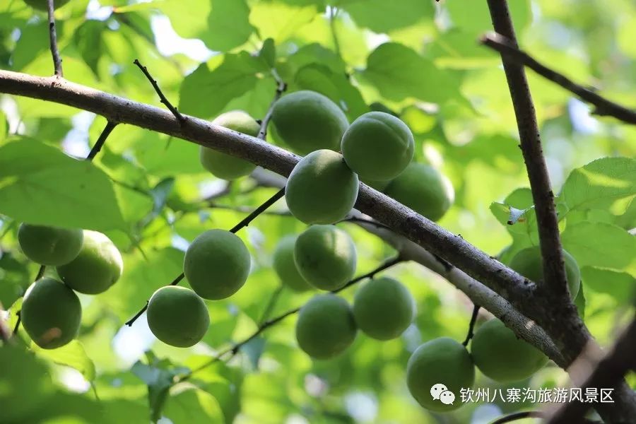 四月酸梅挂满枝头,熟透果子酸了舌头