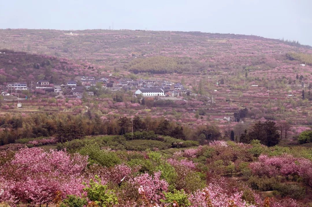 大岚樱花基地图片