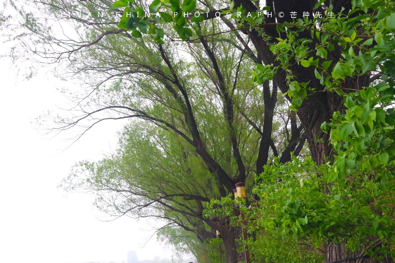 清明時節雨紛紛,濟南大明湖畔風景美!