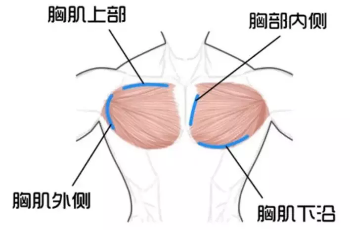 强健的胸肌从侧面看能令你变得更加厚实,并且显得腰部更加细,进一步