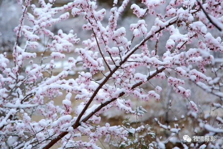 京城四月雪景,長峪城桃花雪