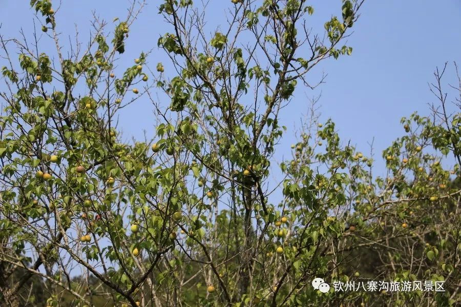 野生酸梅子树木材图片图片