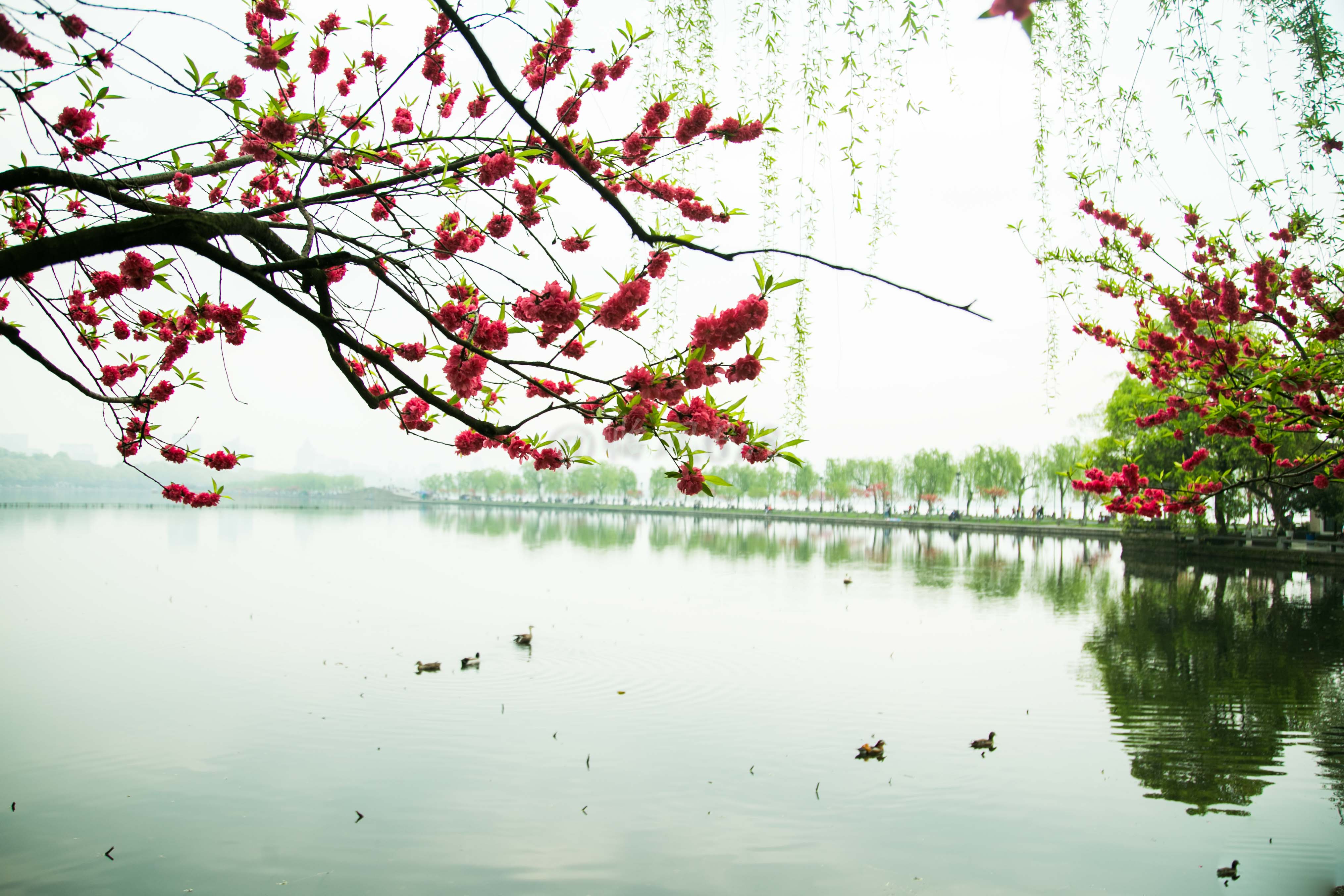 西湖美景四月天,桃红柳绿又一春