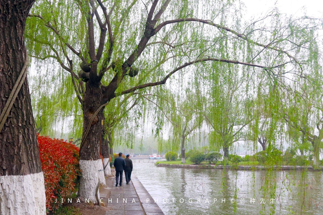 清明時節雨紛紛,濟南大明湖畔風景美!