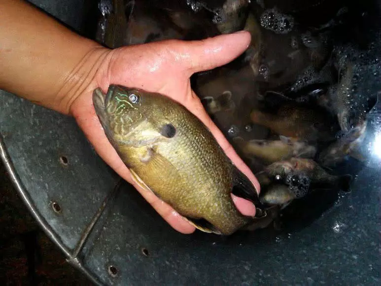 後來才知道這是太陽魚,原產於北美,從加拿大的安大略,魁北克省南部