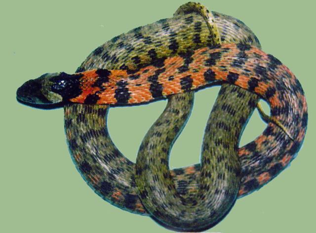 蛇在农村很常见,但这种蛇尤其让人恐惧,不但有毒还会眼镜蛇动作