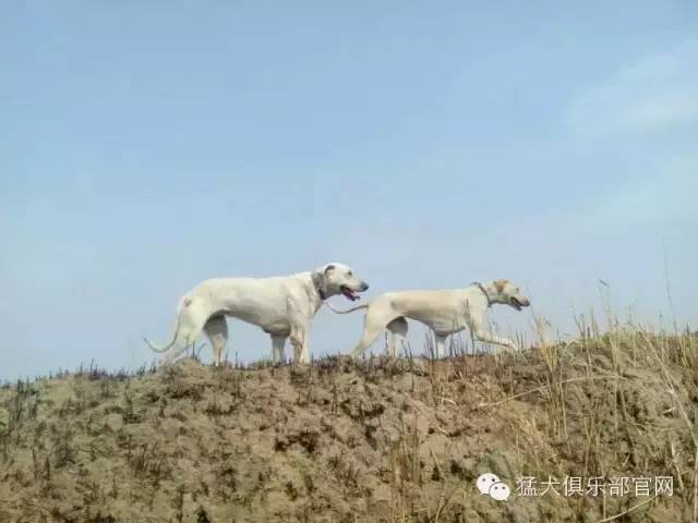 共同珍惜我們的傳世之寶蒙古細犬