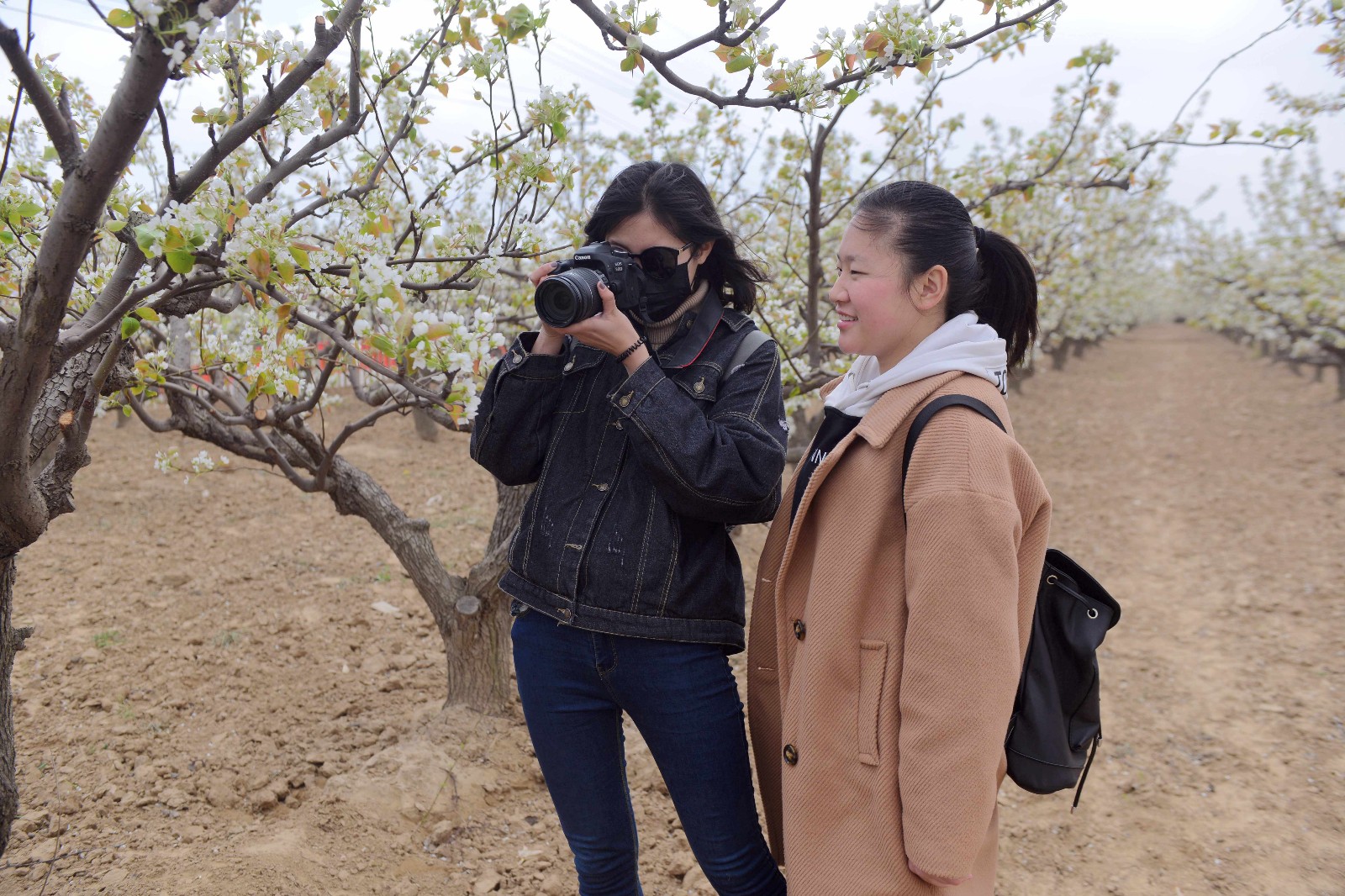 河北威縣:醉美梨園花海跑,全域旅遊謀新篇