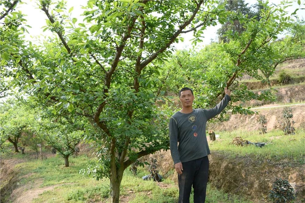 东留镇芙蓉李图片