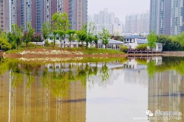 春賞牡丹夏賞荷親水休閒樂趣多洛陽新區興洛湖公園美景再現