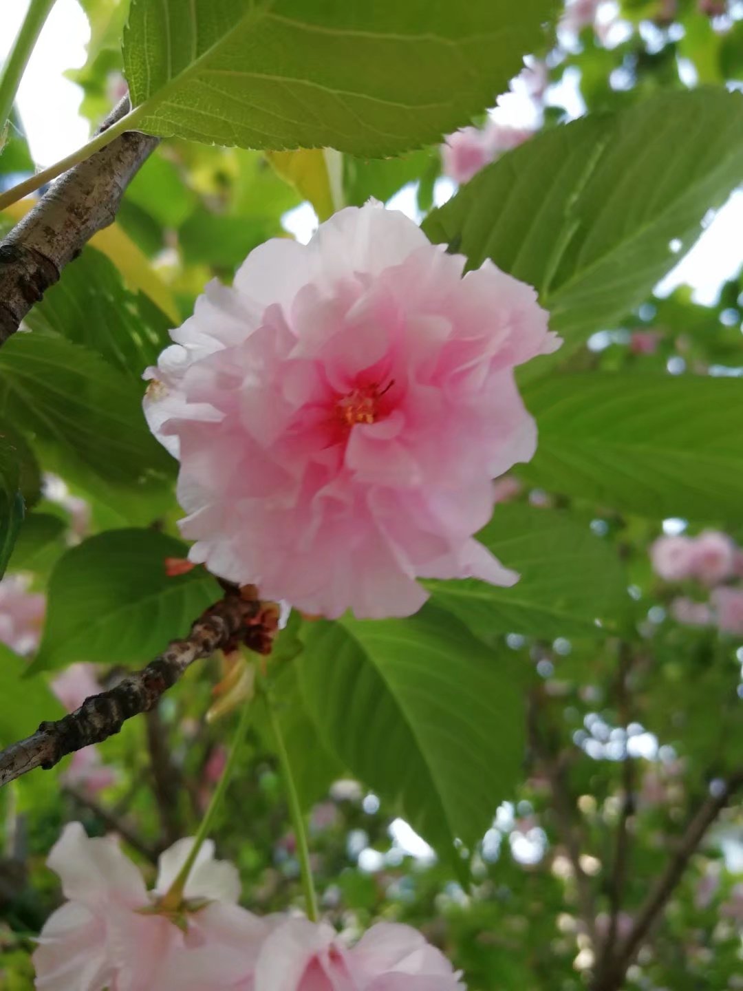 知 音伯牙揚嶽水,悟意只鍾期.高壁騰青霧,流光託夢詞.