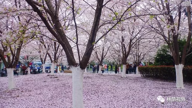 站在樱花树下鲁迅公园门口轻轨高架桥下的日本樱花园里进入盛花季的