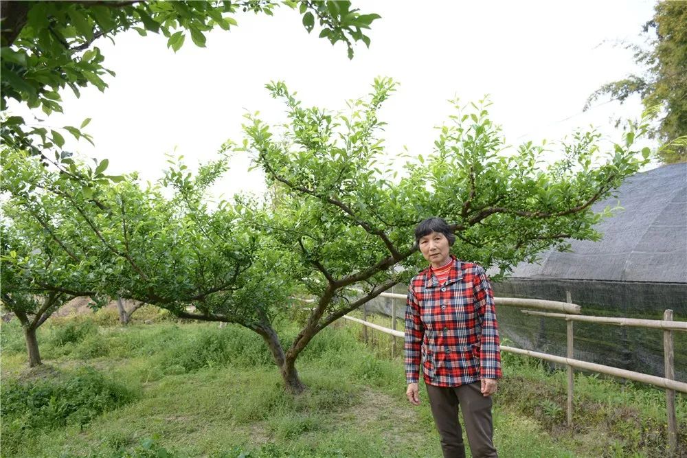 东留镇芙蓉李图片