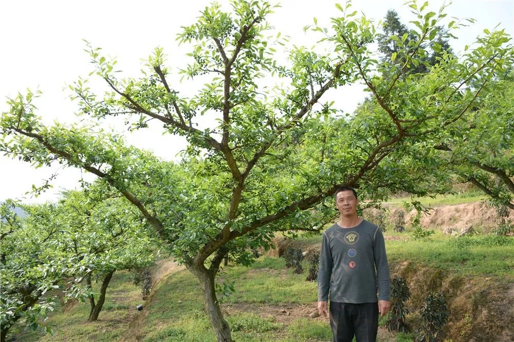 东留镇芙蓉李图片