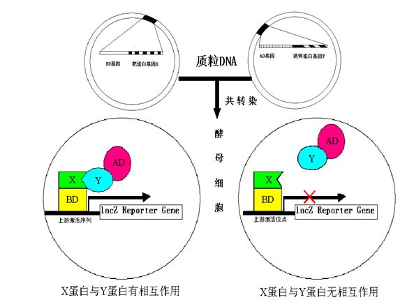 史上最全的30个生物实验技术及原理