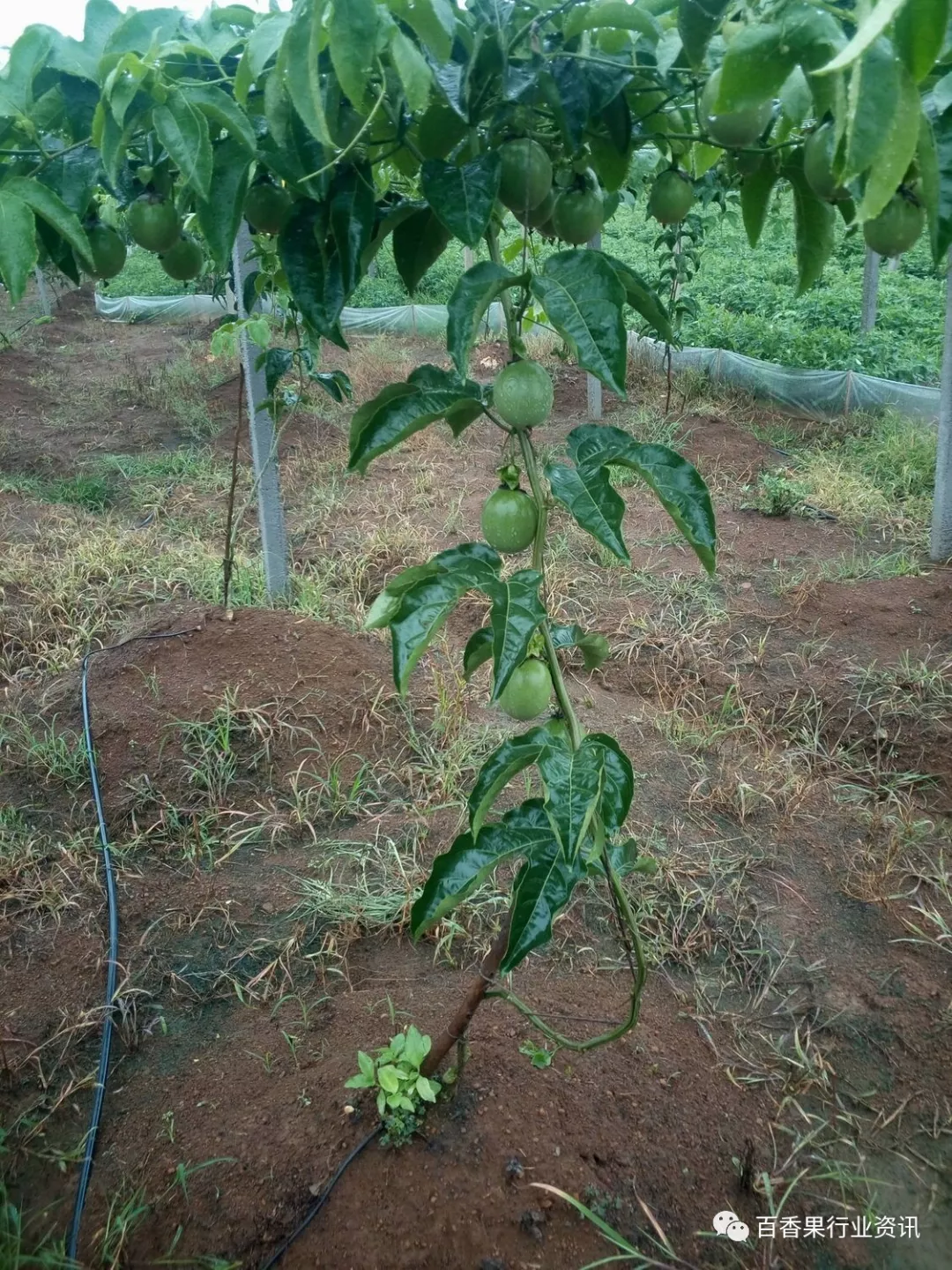 百香果上棚前開花究竟該不該留