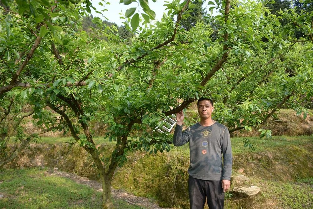 东留镇芙蓉李图片