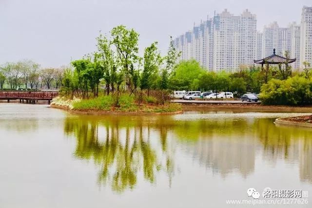 春賞牡丹夏賞荷親水休閒樂趣多洛陽新區興洛湖公園美景再現